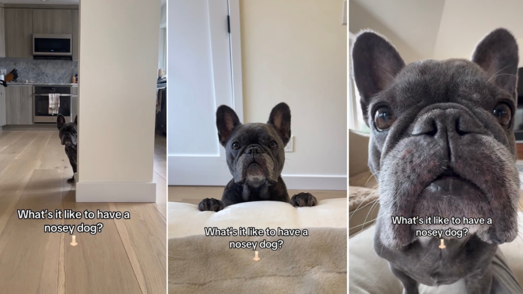 Video Shows What It's Like to Have a Nosey Dog