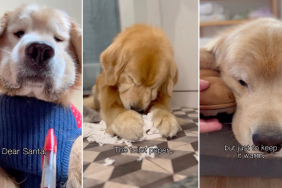 Video: Dog Justifies Why He Should Be on Santa's 'Nice List'