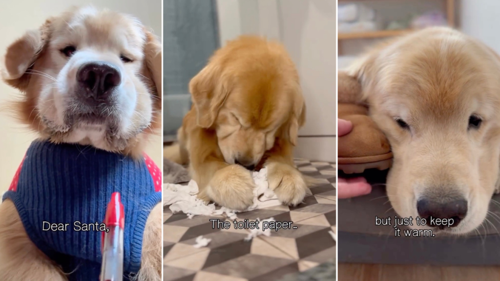 Video: Dog Justifies Why He Should Be on Santa's 'Nice List'