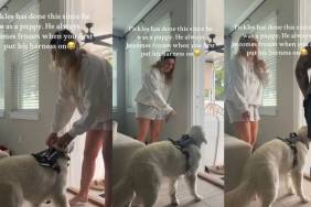 Video: Golden Retriever Does This Every Time a Harness Is Put On