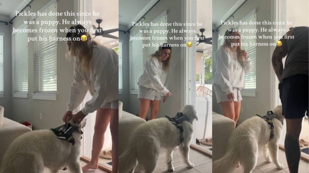 Video: Golden Retriever Does This Every Time a Harness Is Put On