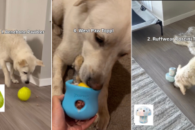 Video: ‘Enrichment Toys’ Pet Parents Can Add to Christmas List