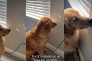 Video: This Golden Retriever's 'Hobby' Will Make Your Day