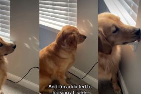 Video: This Golden Retriever's 'Hobby' Will Make Your Day