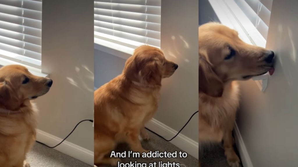 Video: This Golden Retriever's 'Hobby' Will Make Your Day