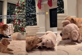 Video Shows Why Dogs Are 'Terrified' of Golden Retriever Puppy