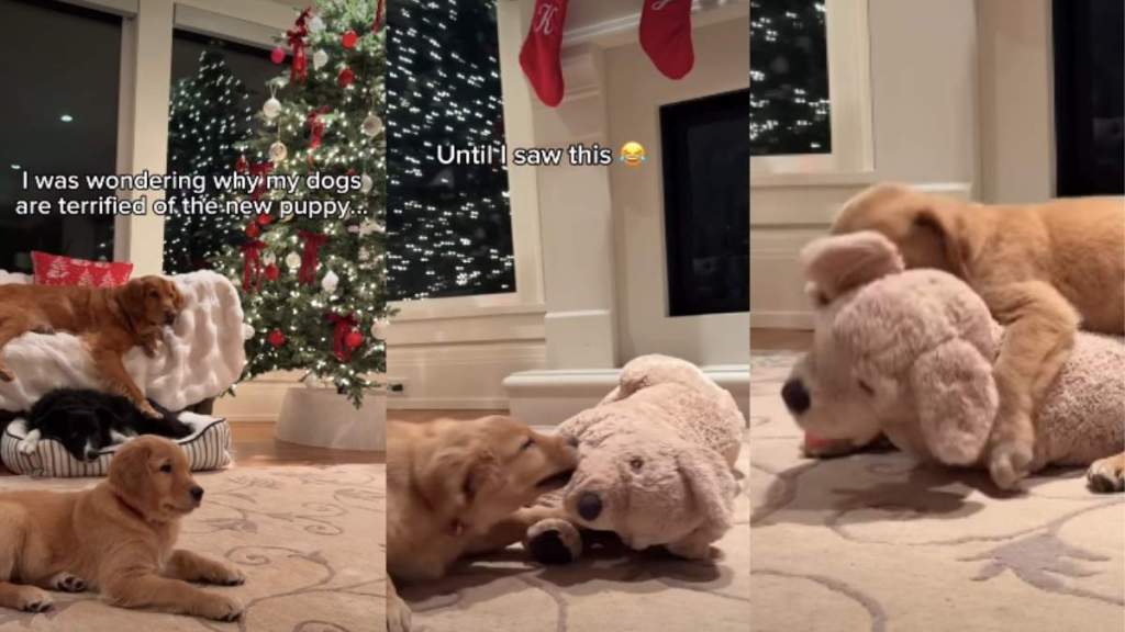 Video Shows Why Dogs Are 'Terrified' of Golden Retriever Puppy