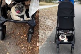 Dog Experiences the Perks of Owners Bringing Home Little Human