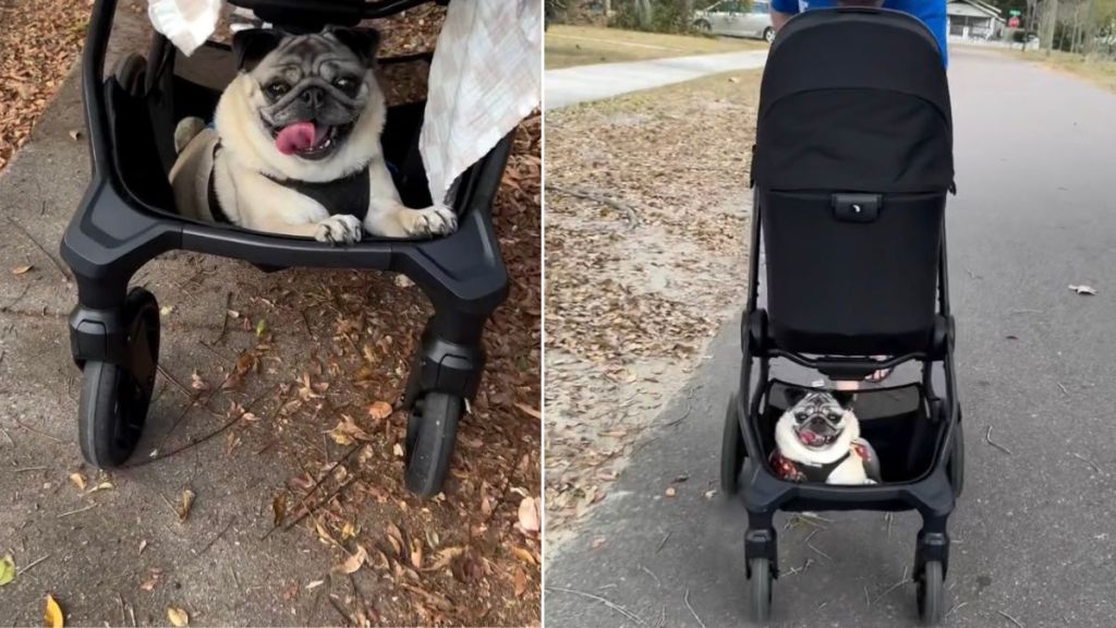 Dog Experiences the Perks of Owners Bringing Home Little Human