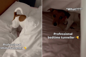 Video Shows Why Dog Is Called 'Professional Bedtime Tunneller'