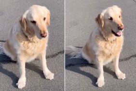 Golden Retriever Voices Disappointment After BFF Misses Play Date