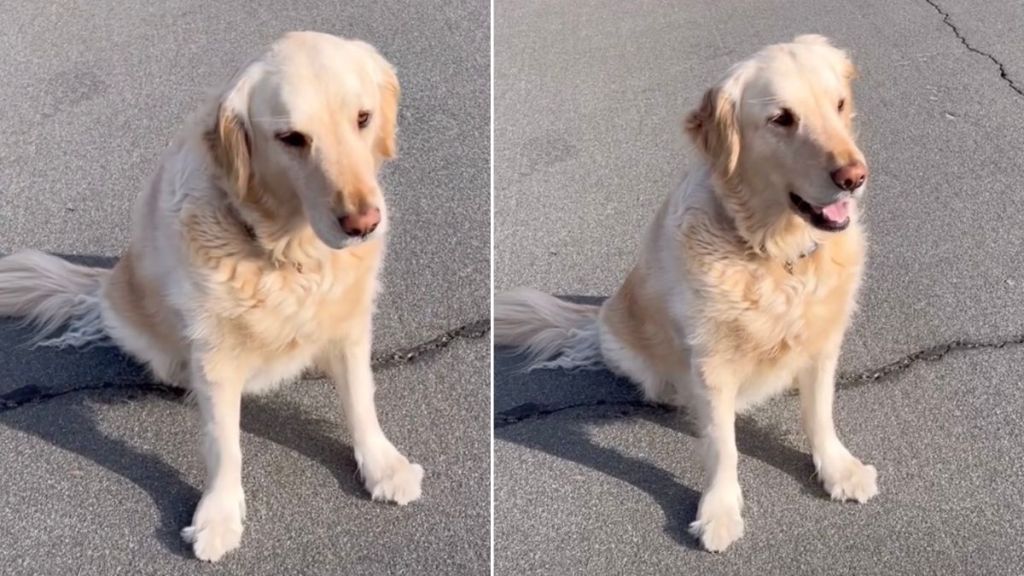Golden Retriever Voices Disappointment After BFF Misses Play Date