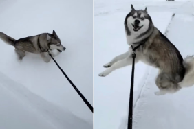 Dog Teaches Important Lesson About Life in Wholesome Video