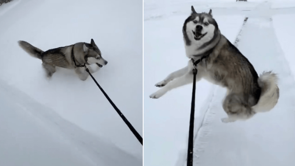 Dog Teaches Important Lesson About Life in Wholesome Video