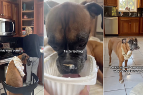 Video: Boxer’s Thanksgiving Is Mostly To Do With Food