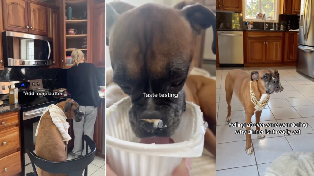 Video: Boxer’s Thanksgiving Is Mostly To Do With Food