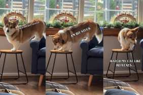 Video: Corgi Stuck Between Couch & Chair Makes Surprising Recovery