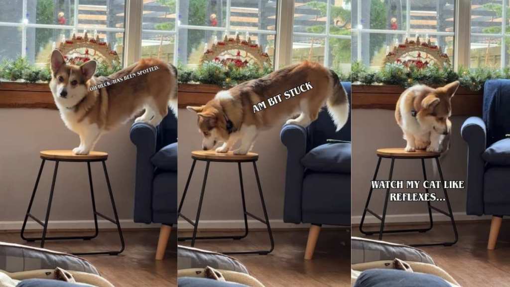 Video: Corgi Stuck Between Couch & Chair Makes Surprising Recovery