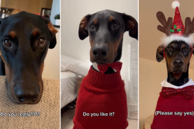Video: Dog's Holiday Outfit Makes Him Look Like a 'Gentleman'
