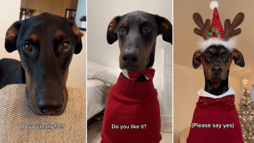 Video: Dog's Holiday Outfit Makes Him Look Like a 'Gentleman'