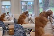 Goldetriever & Little Boy Share Sweet Moment Gazing Out the Window
