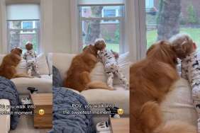 Goldetriever & Little Boy Share Sweet Moment Gazing Out the Window