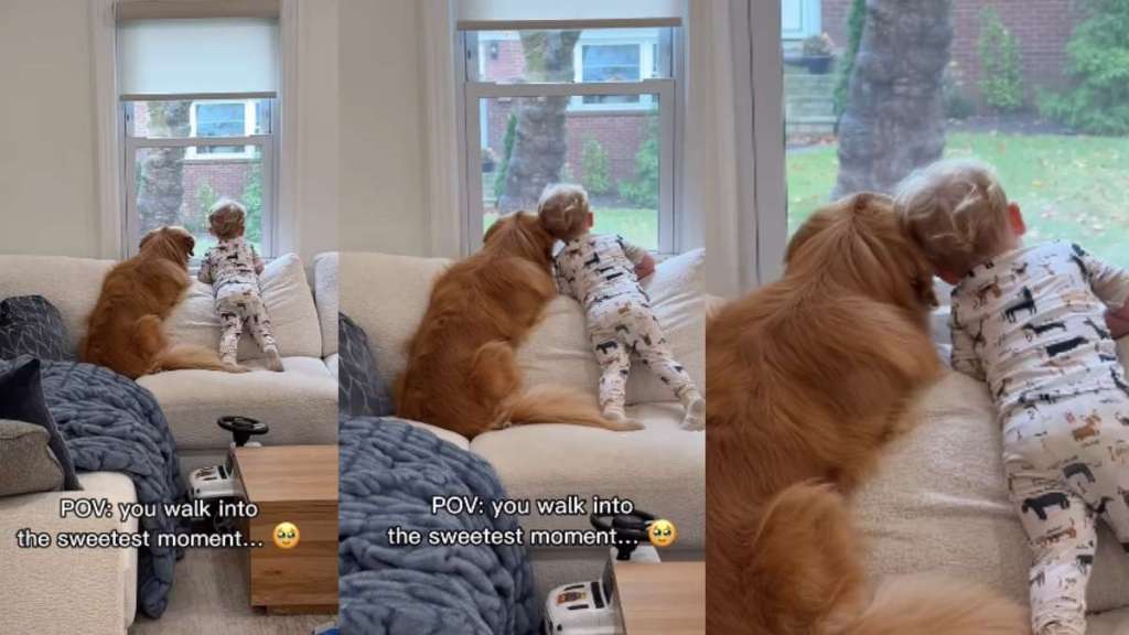 Goldetriever & Little Boy Share Sweet Moment Gazing Out the Window