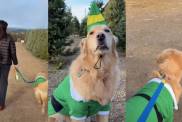 Video: Dog Picks Small Christmas Tree Like His 'Paws'