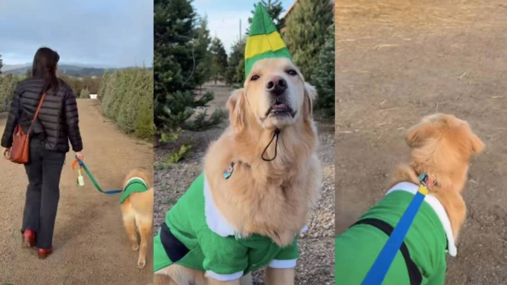 Video: Dog Picks Small Christmas Tree Like His 'Paws'