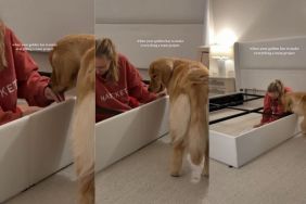 Video Shows How Golden Retriever Makes Everything a Team Project