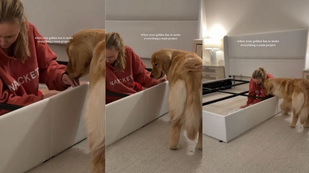 Video Shows How Golden Retriever Makes Everything a Team Project