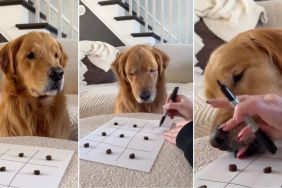 Video Shows Dog Learning To Play Tic-Tac-Toe & It Goes Like This