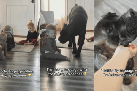 Video of Dog's 'Sweet' Body Language With Baby Goes Viral