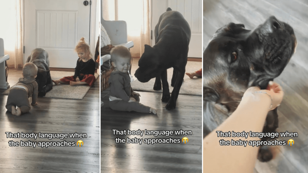 Video of Dog's 'Sweet' Body Language With Baby Goes Viral