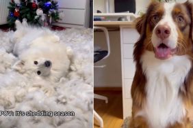 Owner Shows What Samoyed’s ‘Shedding Season’ Looks Like