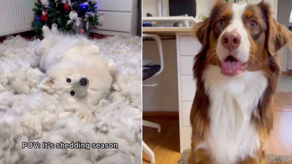 Owner Shows What Samoyed’s ‘Shedding Season’ Looks Like