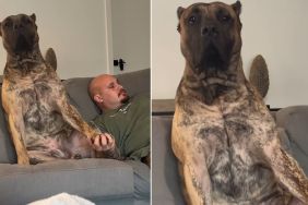 Dog Reaches Out With His Paw for Support From His Owner