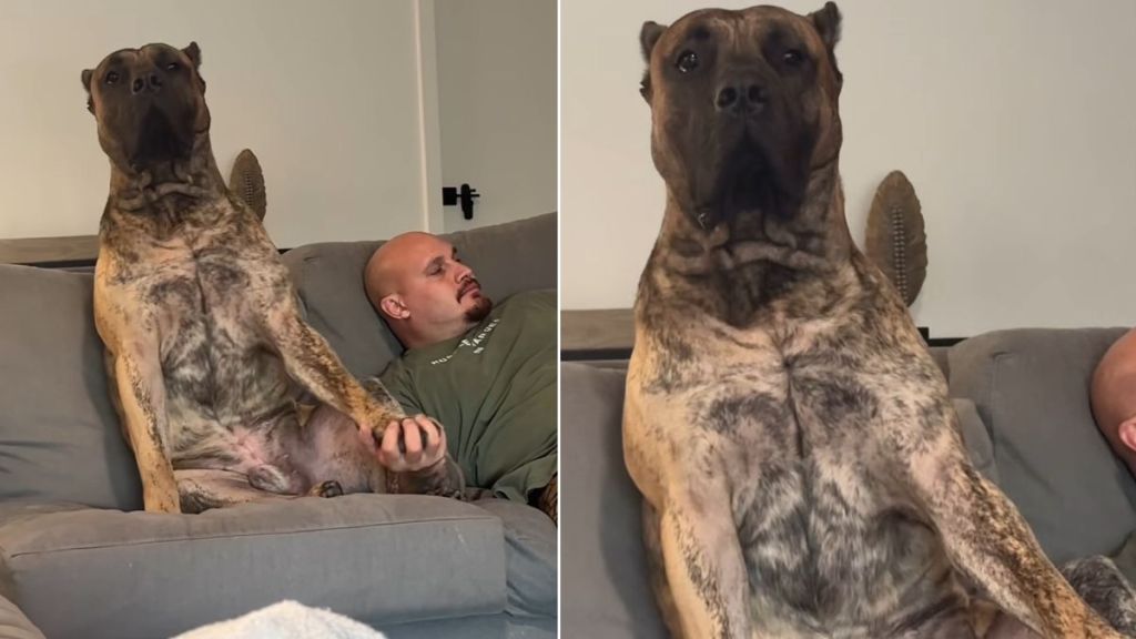 Dog Reaches Out With His Paw for Support From His Owner