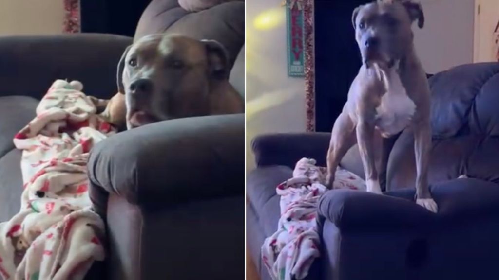 Dog Wants to Go to Bed but Under One Condition