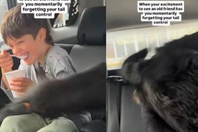 Dog's Tail Goes Out of Control Upon Seeing an Old Friend