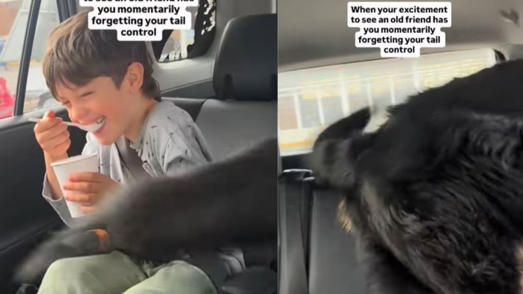 Dog's Tail Goes Out of Control Upon Seeing an Old Friend