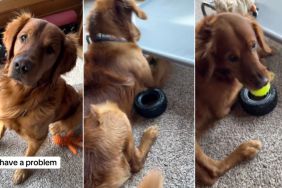Video: Golden Retriever Encounters a Crisis & You'll Never Guess What It Is