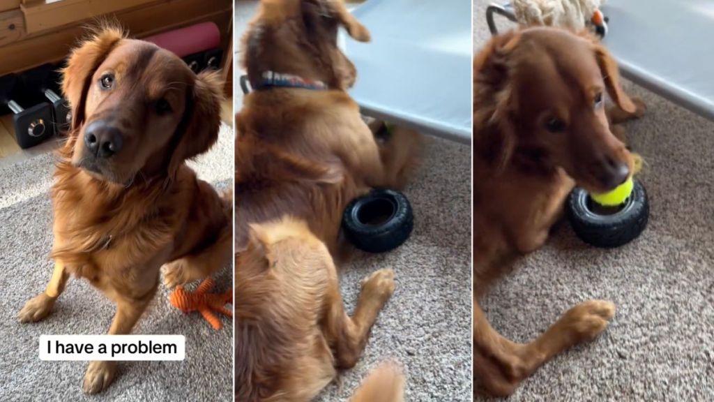 Video: Golden Retriever Encounters a Crisis & You'll Never Guess What It Is
