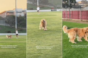 Gold Retriever Loves His Lost Ball More Than Owner in Funny Video