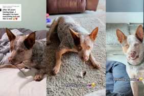 Video: Dog's Love for Spoon Is Like Nothing You've Ever Seen