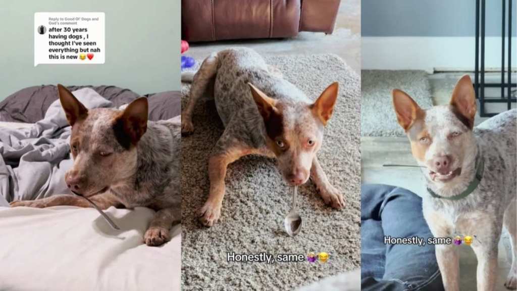 Video: Dog's Love for Spoon Is Like Nothing You've Ever Seen