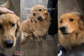Dog's Actions Show Whether Golden Retrievers Are Needy in Video