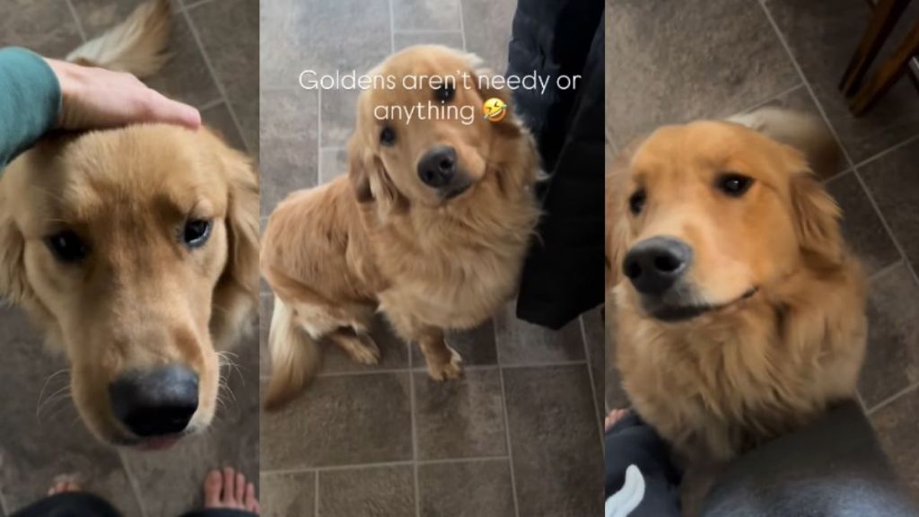 Dog's Actions Show Whether Golden Retrievers Are Needy in Video