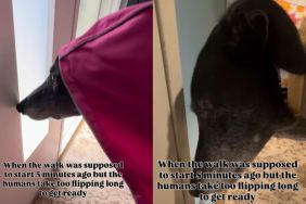 Dog Is a Little Too Ready for Her Walk in Hilarious Video