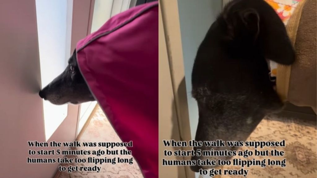 Dog Is a Little Too Ready for Her Walk in Hilarious Video